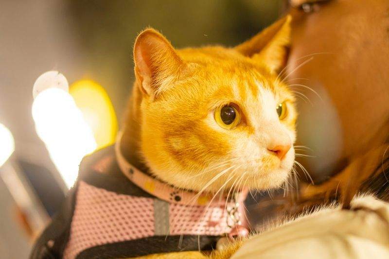 새로운 반려동물 가족 맞이하기